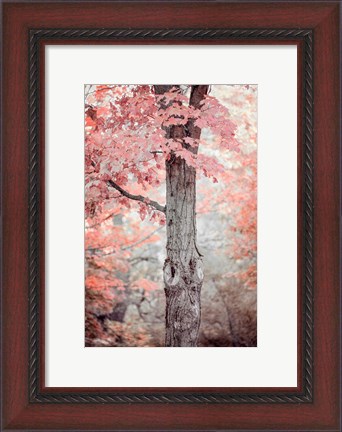 Framed Pink and Coral Maple Tree Print