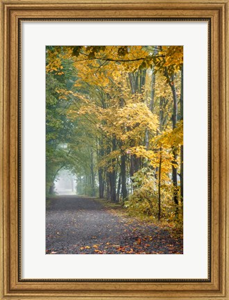 Framed Tunnel Through Misty Forest Print