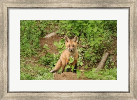 Framed Fox and Flower Print