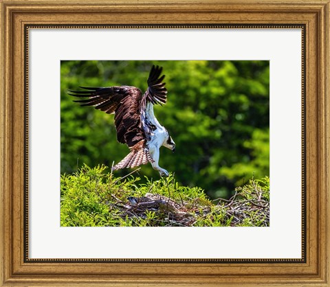 Framed Mama Bird Print