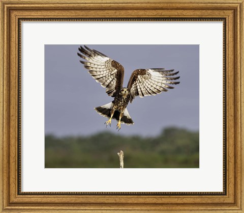 Framed Grabbing Air Snail Kite in Flight Print