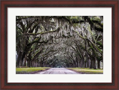 Framed Wormsloe Alley Print