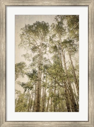 Framed Towering Aspens 2 Print