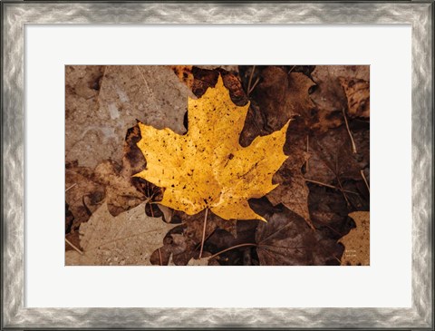 Framed Fall Rains II Print