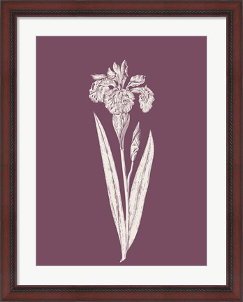 Framed Iris Purple Flower Print