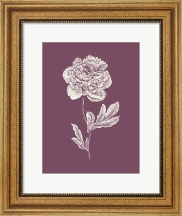 Framed Peony Purple Flower Print