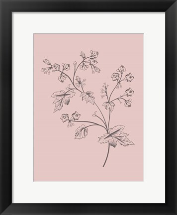 Framed Phacelia Blush Pink Flower Print