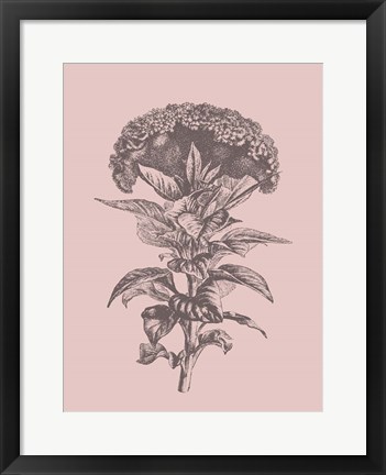 Framed Celosia Blush Pink Flower Print