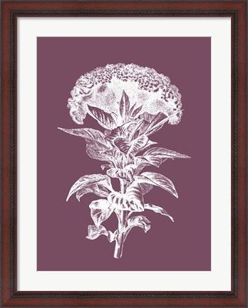 Framed Celosia Purple Flower Print