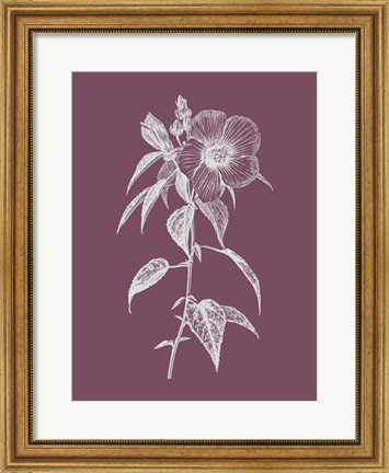 Framed Hibiscus Roseus Purple Flower Print