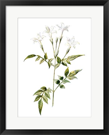 Framed Jessamine Flower Print