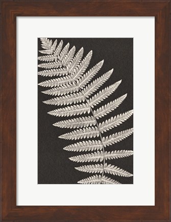 Framed Vintage Ferns VI Print