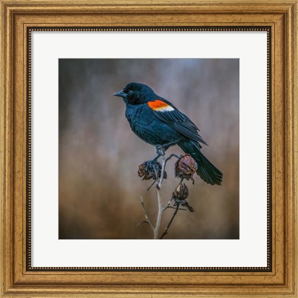 Framed Bringer of Spring Print