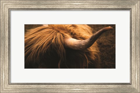 Framed Highland Horn III Print