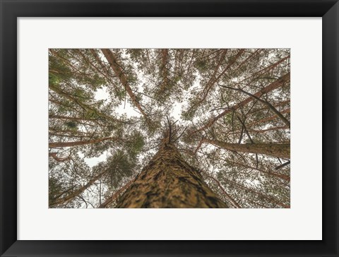 Framed Look Up Print