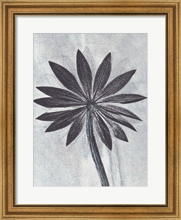 Framed Lupine Smoke Print