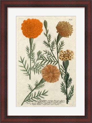 Framed Marigold Magic II Print