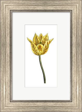 Framed Tulip Time III Print