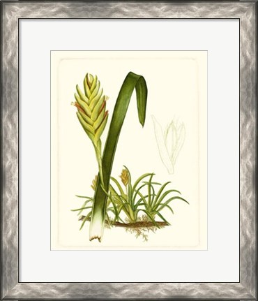 Framed Exotic Flora IV Print