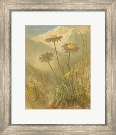 Framed Alpine Florals III Print