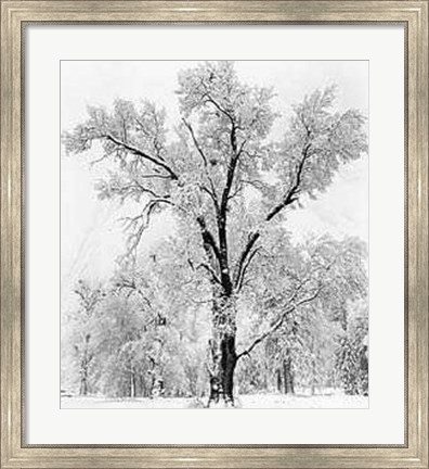 Framed Oak Tree Snowstorm Print