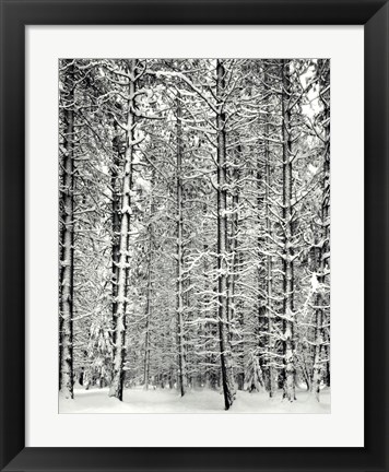 Pine Forest In The Snow, Yosemite Nation Photograph by Ansel Adams at ...