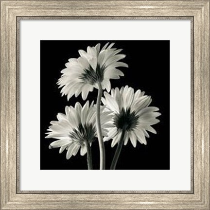 Framed Gerber Daisies II Print