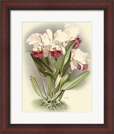 Framed Dramatic Orchid IV Print