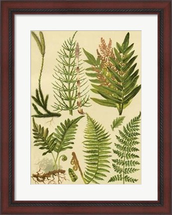 Framed Fern Collection II Print