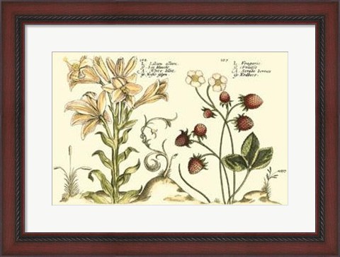 Framed Garden Botanica I Print