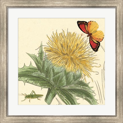 Framed Star Thistle Print