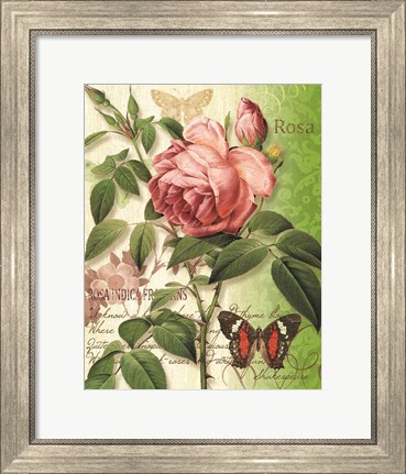 Framed Rose Splendor II Print