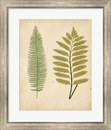 Framed Cottage Ferns II Print