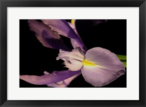 Framed Sweet Iris I Print