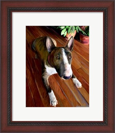 Framed Bull Terrier Down Print