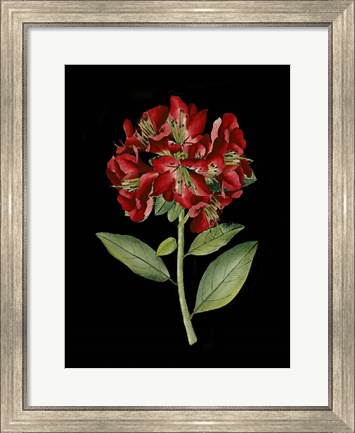 Framed Crimson Flowers on Black I Print