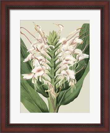 Framed Small Orchid Blooms IV (P) Print