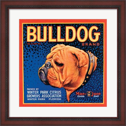 Framed Bull Dog Print