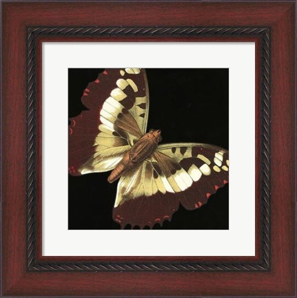Framed Small Dramatic Butterflies IV Print