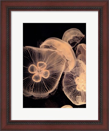 Framed Graphic Jellyfish I Print