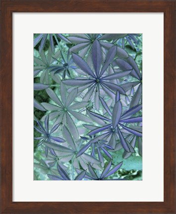 Framed Woodland Plants in Blue IV Print