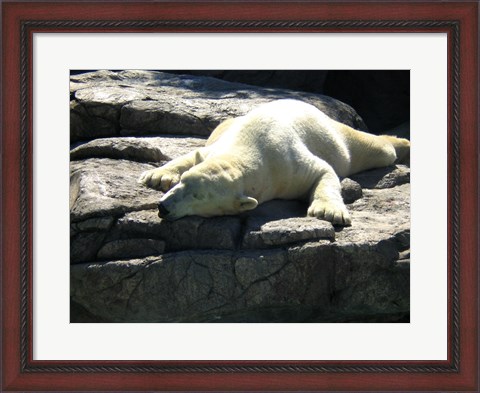 Framed Polar Bear  - Time to take five Print