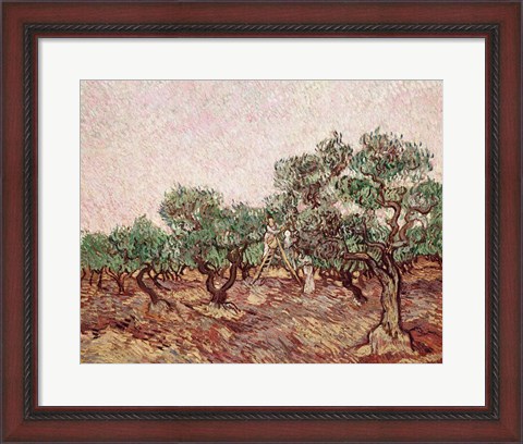 Framed Olive Pickers - picking Print