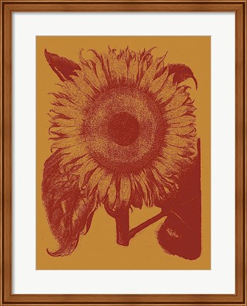 Framed Sunflower 15 Print