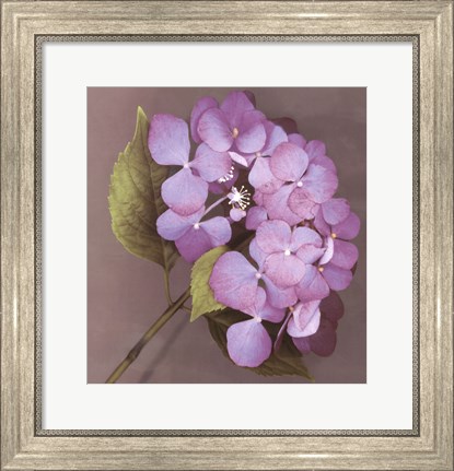 Framed Purple Hydrangea Print