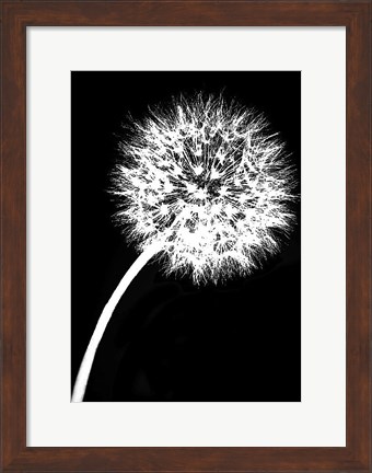 Framed Dandelion Tilt Print