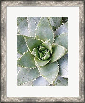 Framed Cactus 3 Print