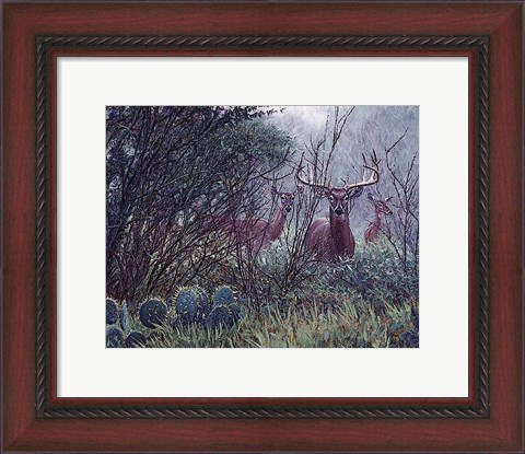 Framed Lone Star Whitetail Print