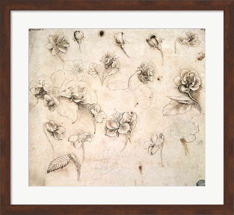 Framed Study of the Flowers of Grass-like Plants Print