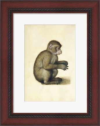 Framed Monkey Print